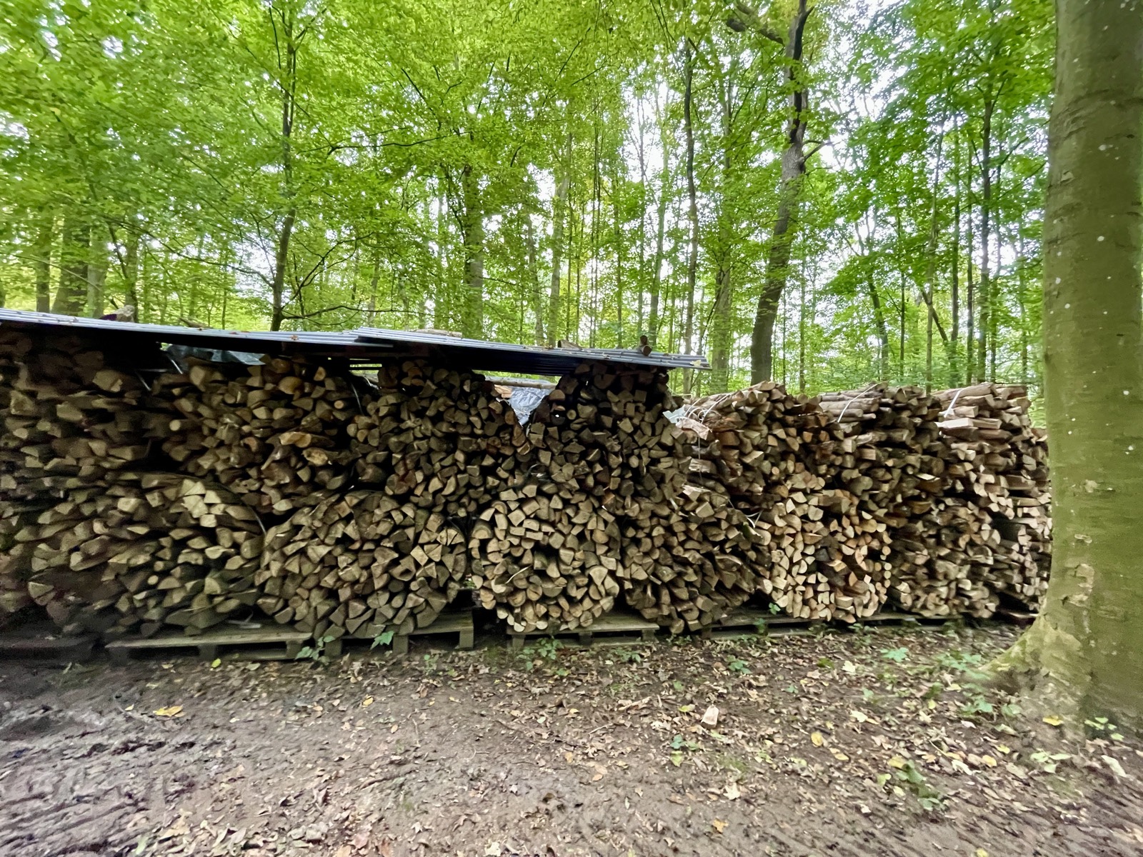 Lange Reihe gebündelter Holzstämme unter einem Schutzdach im Wald